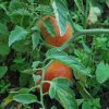 Solanum lycopersicum